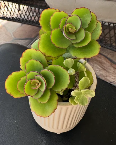 Lime-green succulent rosettes with scalloped, red-rimmed leaves in a small fluted cream pot.