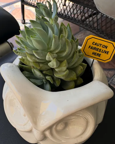 A tall blue-green succulent rosette in a white ceramic owl pot, with a yellow sign reading "Caution: fairies live here".